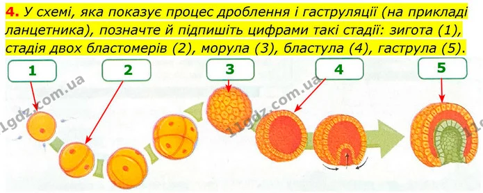 1. З'єднайте періоди онтогенезу з їхнім описом. — частина 4 — ГДЗ Робочий зошит Біологія 8 клас Тагліна (2025)