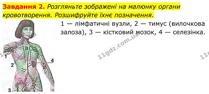 Стор. 68 — 2 — ГДЗ Робочий зошит біологія 8 клас Мирна — ГДЗ Робочий зошит біологія 8 клас Мирна