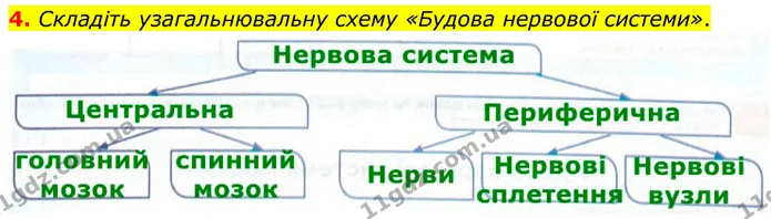 4. Складіть узагальнювальну схему «Будова нервової системи». — ГДЗ Робочий зошит Біологія 8 клас Кулініч