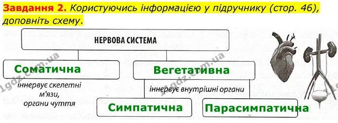 Стор. 25 — 2 — ГДЗ Робочий зошит біологія 8 клас Мирна — ГДЗ Робочий зошит біологія 8 клас Мирна