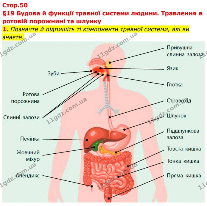 1. Позначте й підпишіть ті компоненти травної системи, які ви знаєте. — ГДЗ Робочий зошит Біологія 8 клас Тагліна (2025)