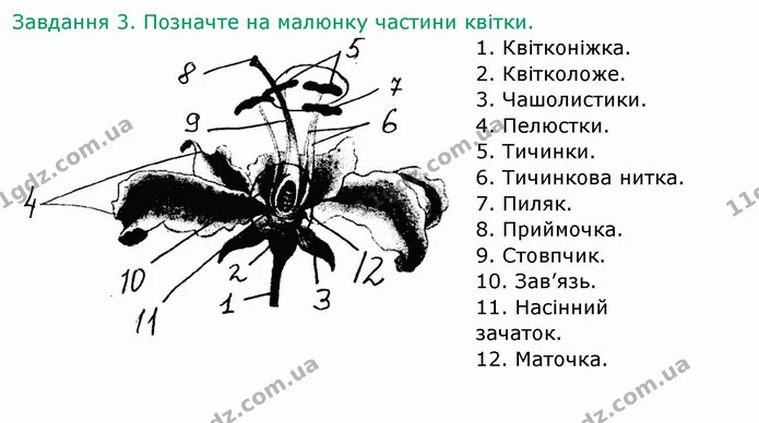 Стор. 36 — 3 — ГДЗ Робочий зошит Біологія 6 клас Мечник — ГДЗ Робочий зошит Біологія 6 клас Мечник