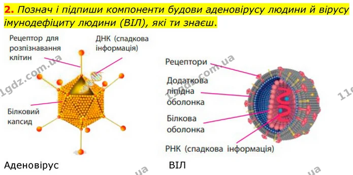 2. Познач і підпиши компоненти будови аденовірусу людини й вірусу імунодефіциту людини (ВІЛ), які ти знаєш. — ГДЗ робочий зошит Біологія 7 клас Тагліна