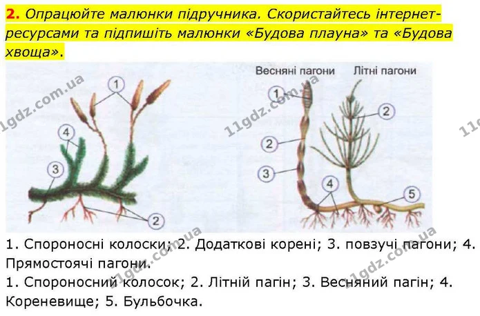 2. Опрацюйте малюнки підручника. Скористайтесь інтернет–ресурсами та підпишіть малюнки «Будова плауна» та «Будова хвоща». — ГДЗ робочий зошит Біологія 7 клас Кулініч