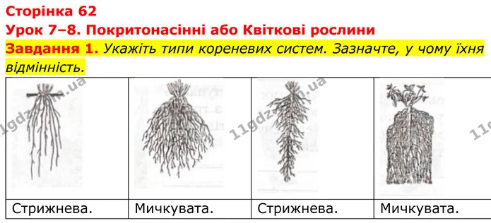 1. Укажіть типи кореневих систем. Зазначте, у чому їхня відмінність. — ГДЗ Робочий зошит Біологія 7 клас Мирна 2024