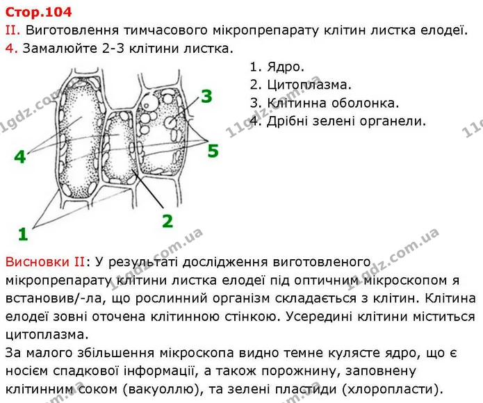 Пр.1 (2) — ГДЗ робочий зошит Біологія 7 клас Кулініч — ГДЗ робочий зошит Біологія 7 клас Кулініч