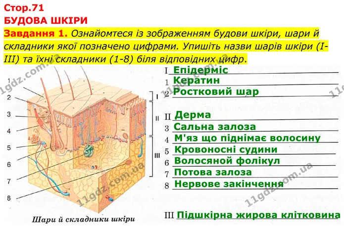 Стор. 71 — 1 — ГДЗ робочий зошит Біологія 8 клас Андерсон — ГДЗ робочий зошит Біологія 8 клас Андерсон