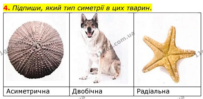 4. Підпиши, який тип симетрії в цих тварин. — ГДЗ робочий зошит Біологія 7 клас Тагліна