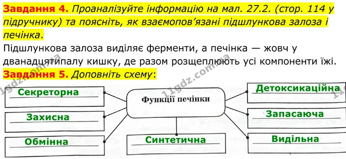 Стор. 58 — 4-5 — ГДЗ Робочий зошит біологія 8 клас Мирна — ГДЗ Робочий зошит біологія 8 клас Мирна
