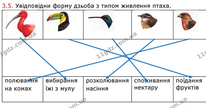 Стор. 64 — Стр.64 (3.5) — ГДЗ робочий зошит Біологія 7 клас Тагліна — ГДЗ робочий зошит Біологія 7 клас Тагліна