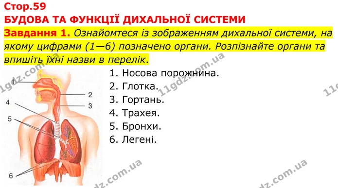 Стор. 59 — 1 — ГДЗ робочий зошит Біологія 8 клас Андерсон — ГДЗ робочий зошит Біологія 8 клас Андерсон