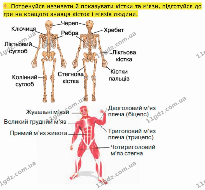 4. Потренуйся називати й показувати кістки та м’язи, підготуйся до гри на кращого знавця кісток і м’язів людини. — ГДЗ Пізнаємо природу 5 клас Коршевнюк