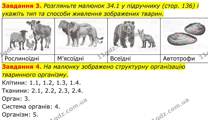 3. Розгляньте малюнок 34.1 у підручнику (стор. 136) і укажіть тип та способи живлення зображених тварин. — ГДЗ Робочий зошит Біологія 7 клас Мирна 2024