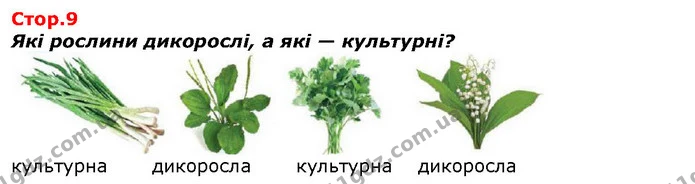 Які рослини дикорослі, а які — культурні? — ГДЗ Я досліджую світ 1 клас Гільберг