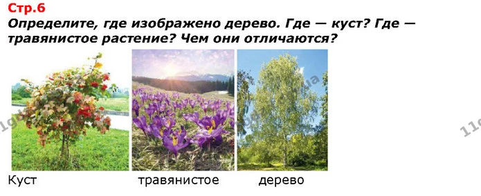 Определите, где изображено дерево. Где — куст? Где — травянистое растение? Чем они отличаются? — ГДЗ Я исследую мир 1 класс Гильберг
