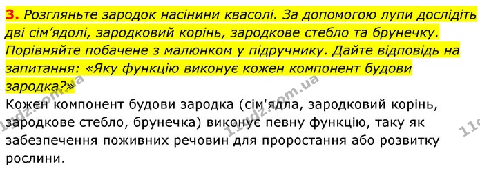 3. Розгляньте зародок насінини квасолі. За допомогою лупи дослідіть дві сім’ядолі, зародковий корінь, зародкове стебло та брунечку — ГДЗ Біологія 7 клас Тагліна