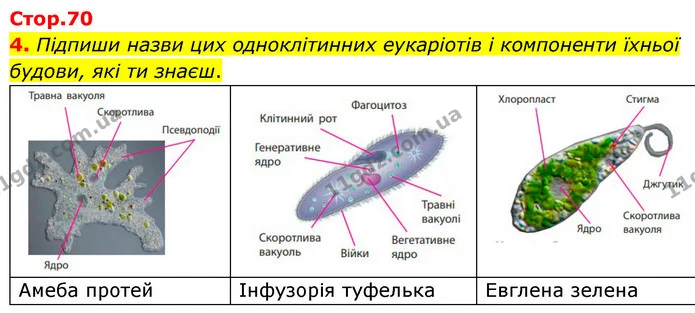 4. Підпиши назви цих одноклітинних еукаріотів і компоненти їхньої будови, які ти знаєш. — ГДЗ робочий зошит Біологія 7 клас Тагліна