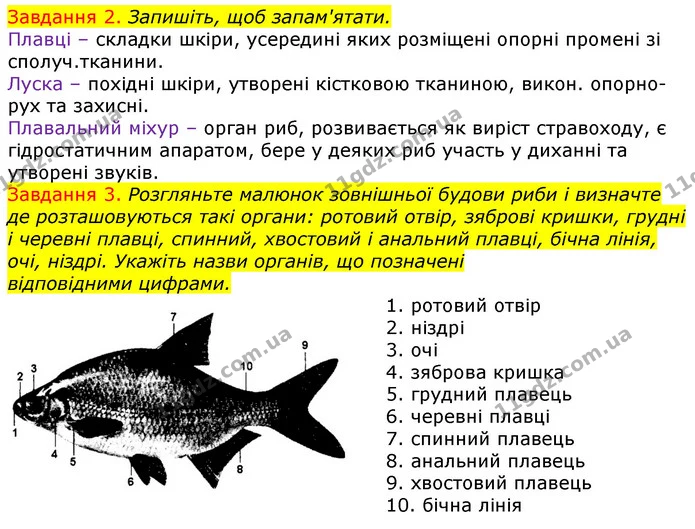 Стор. 40 — 2-3 — ГДЗ Робочий зошит з Біології 7 клас Яременко — ГДЗ Робочий зошит з Біології 7 клас Яременко