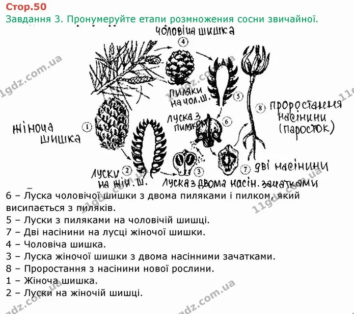 Стор. 50 — 3 — ГДЗ Робочий зошит Біологія 6 клас Мечник — ГДЗ Робочий зошит Біологія 6 клас Мечник