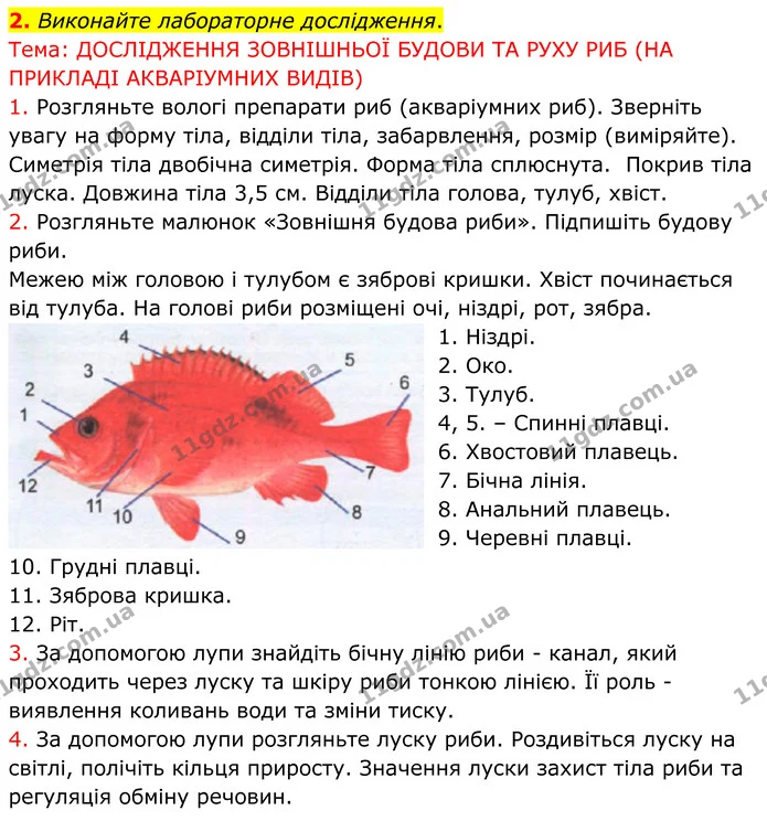 2. Виконайте лабораторне дослідження. — ГДЗ робочий зошит Біологія 7 клас Кулініч