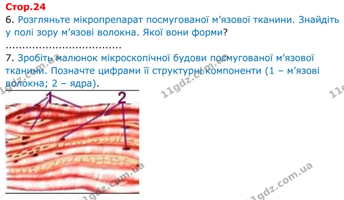 1. Опрацюйте матеріал про будову кістки § 18 підручника. Зробіть підписи до малюнка «Будова трубчастої кістки» українською мовою. — ГДЗ Робочий зошит Біологія 8 клас Кулініч