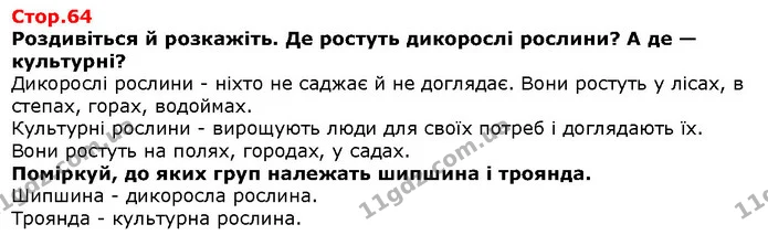 Роздивіться й розкажіть. Де ростуть дикорослі рослини? А де — культурні? — Решебник Я досліджую світ 1 клас Грущинська