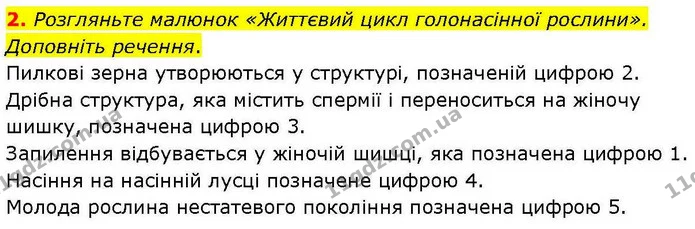 2. Розгляньте малюнок «Життєвий цикл голонасінної рослини». Доповніть речення. — ГДЗ робочий зошит Біологія 7 клас Кулініч