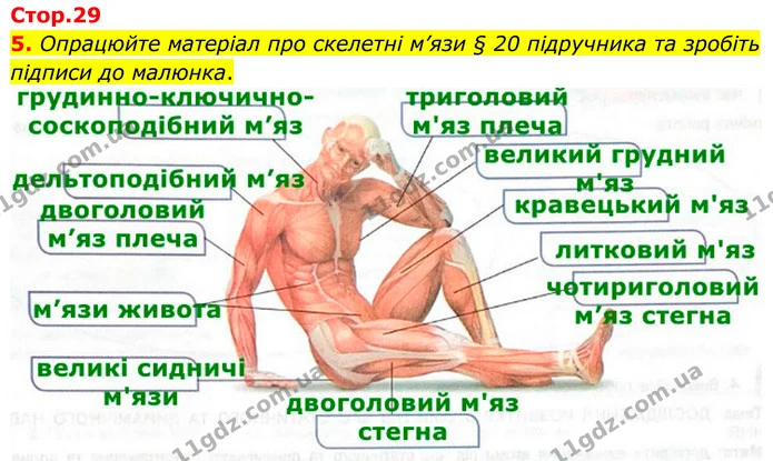 5. Опрацюйте матеріал про скелетні м’язи § 20 підручника та зробіть підписи до малюнка. — ГДЗ Робочий зошит Біологія 8 клас Кулініч