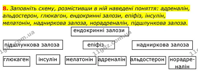 8. Заповніть схему, розмістивши в ній наведені поняття: адреналін, альдостерон, глюкагон, ендокринні залози, епіфіз, інсулін — ГДЗ Робочий зошит Біологія 8 клас Задорожний