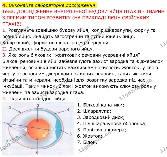 4. Виконайте лабораторне дослідження. — ГДЗ робочий зошит Біологія 7 клас Кулініч