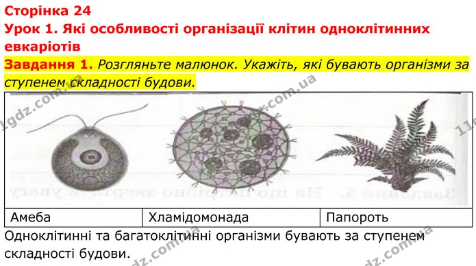 1. Розгляньте малюнок. Укажіть, які бувають організми за ступенем складності будови. — ГДЗ Робочий зошит Біологія 7 клас Мирна 2024