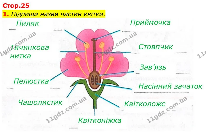 Стор. 25 — 1 — ГДЗ робочий зошит Біологія 7 клас Тагліна — ГДЗ робочий зошит Біологія 7 клас Тагліна