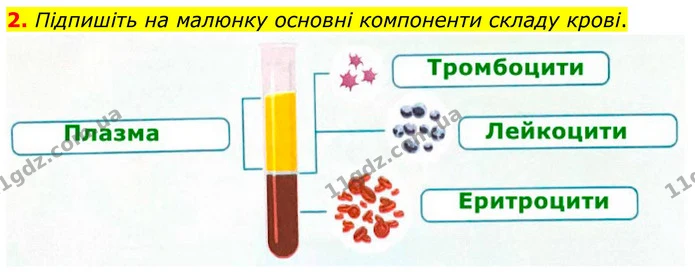 2. Підпишіть на малюнку основні компоненти складу крові. — ГДЗ Робочий зошит Біологія 8 клас Тагліна (2025)