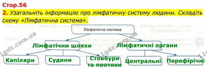 2. Узагальніть інформацію про лімфатичну систему людини. Складіть схему «Лімфатична система». — ГДЗ Робочий зошит Біологія 8 клас Кулініч