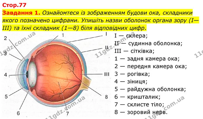Стор. 77 — Стр.77 (1.1) — ГДЗ робочий зошит Біологія 8 клас Андерсон — ГДЗ робочий зошит Біологія 8 клас Андерсон