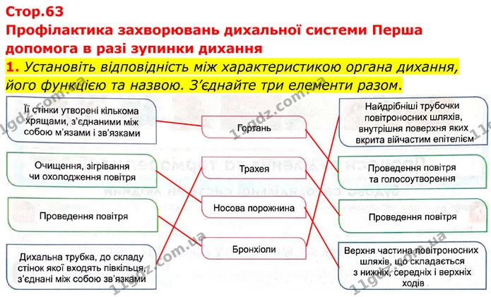 1. Установіть відповідність між характеристикою органа дихання, його функцією та назвою. З’єднайте три елементи разом. — ГДЗ Робочий зошит Біологія 8 клас Кулініч
