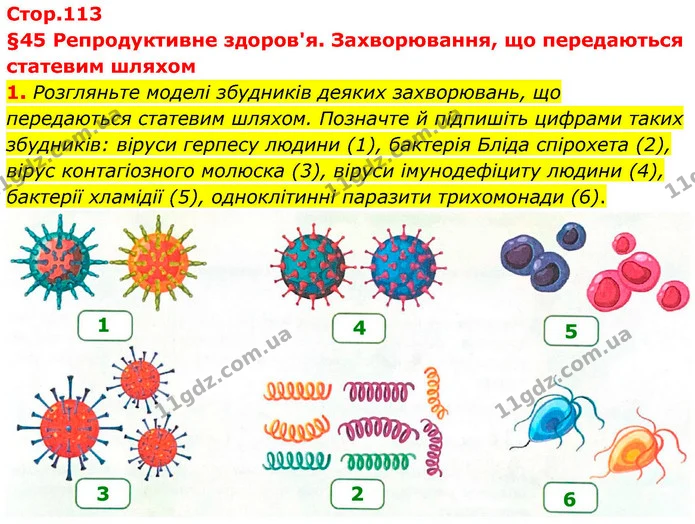 1. Розгляньте моделі збудників деяких захворювань, що передаються статевим шляхом. Позначте й підпишіть цифрами таких збудників: віруси — ГДЗ Робочий зошит Біологія 8 клас Тагліна (2025)