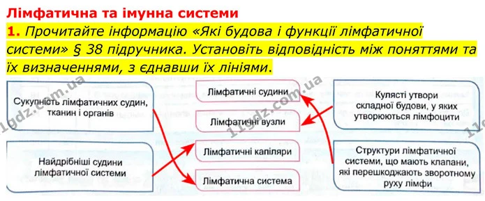 1. Прочитайте інформацію «Які будова і функції лімфатичної системи» § 38 підручника. Установіть відповідність між поняттями та їх — ГДЗ Робочий зошит Біологія 8 клас Кулініч