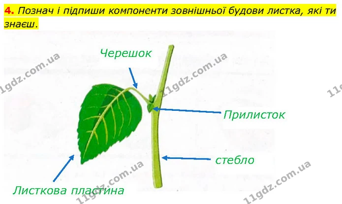4. Познач і підпиши компоненти зовнішньої будови листка, які ти знаєш. — ГДЗ робочий зошит Біологія 7 клас Тагліна