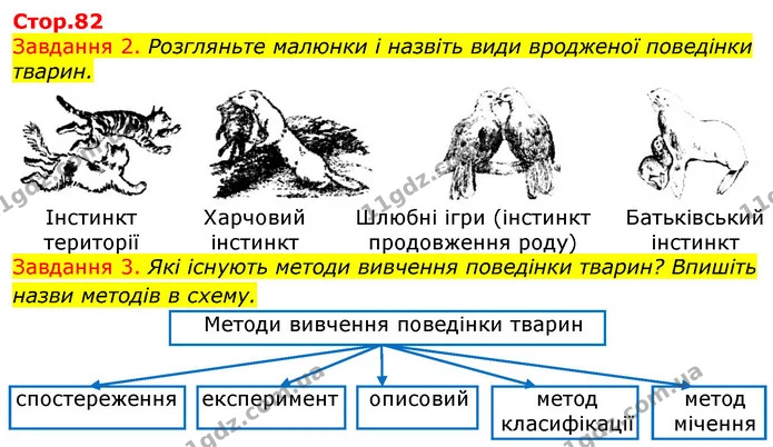 Стор. 82 — 2-3 — ГДЗ Робочий зошит з Біології 7 клас Яременко — ГДЗ Робочий зошит з Біології 7 клас Яременко