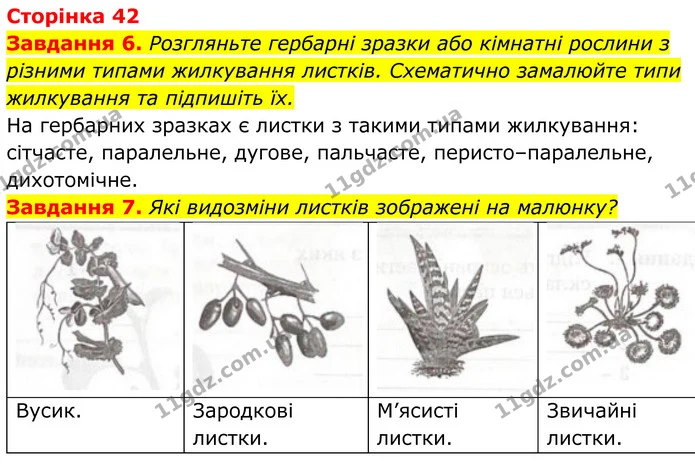6. Розгляньте гербарні зразки або кімнатні рослини з різними типами жилкування листків. Схематично замалюйте типи жилкування та — ГДЗ Робочий зошит Біологія 7 клас Мирна 2024