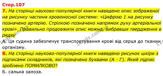 7. На сторінці науково-популярної книги наведено опис зображеної на рисунку частини кровоносної системи: «Цифрою 1 на рисунку позначено — ГДЗ робочий зошит Біологія 8 клас Андерсон