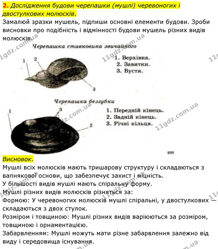 2. Дослідження будови черепашки (мушлі) черевоногих і двостулкових молюсків. — ГДЗ робочий зошит Біологія 7 клас Тагліна