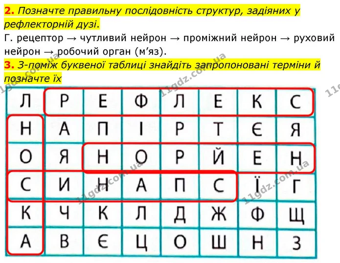 2. Позначте правильну послідовність структур, задіяних у рефлекторній дузі. — ГДЗ Робочий зошит Біологія 8 клас Тагліна (2025)