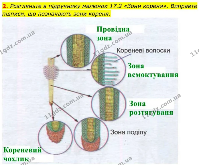 2. Розгляньте в підручнику малюнок 17.2 «Зони кореня». Виправте підписи, що позначають зони кореня. — ГДЗ робочий зошит Біологія 7 клас Кулініч