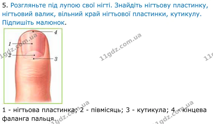 Стор. 69 — Стр.69 (3.5) — ГДЗ Робочий зошит Біологія 8 клас Кулініч — ГДЗ Робочий зошит Біологія 8 клас Кулініч