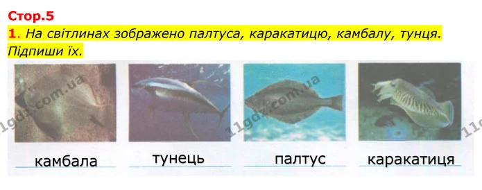 1. На світлинах зображено палтуса, каракатицю, камбалу, тунця. Підпиши їх. — ГДЗ Робочий зошит Я досліджую світ 4 клас Гільберг