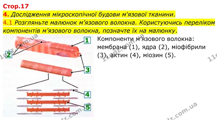 §5 (4.1) — ГДЗ Робочий зошит Біологія 8 клас Тагліна (2025) — ГДЗ Робочий зошит Біологія 8 клас Тагліна (2025)