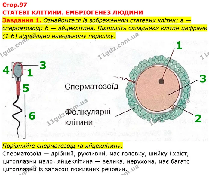 Стор. 97 — 1 — ГДЗ робочий зошит Біологія 8 клас Андерсон — ГДЗ робочий зошит Біологія 8 клас Андерсон