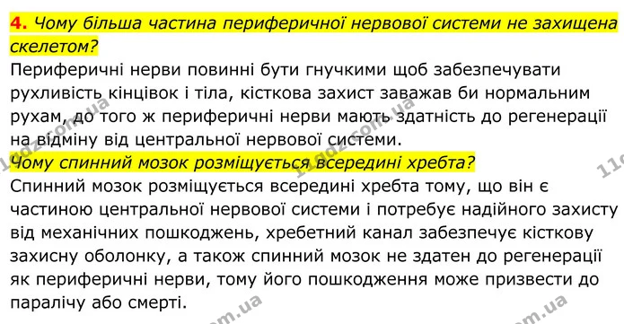 4. Чому більша частина периферичної нервової системи не захищена скелетом? — ГДЗ Біологія 8 клас Балан
